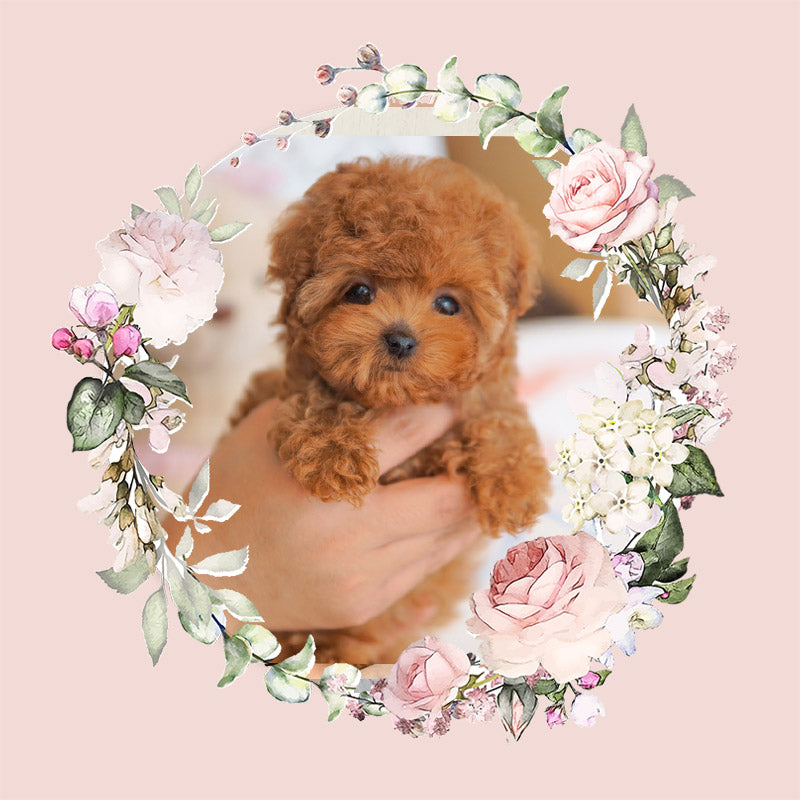 Tiny poodle for sale-ANNA