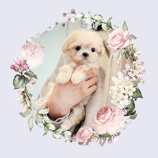 Mini Maltipoo for sale-Burberry