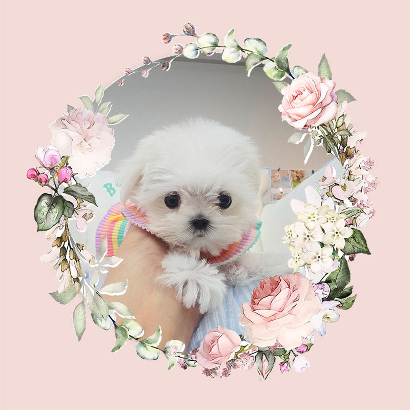 Mini Maltese for sale - sunja