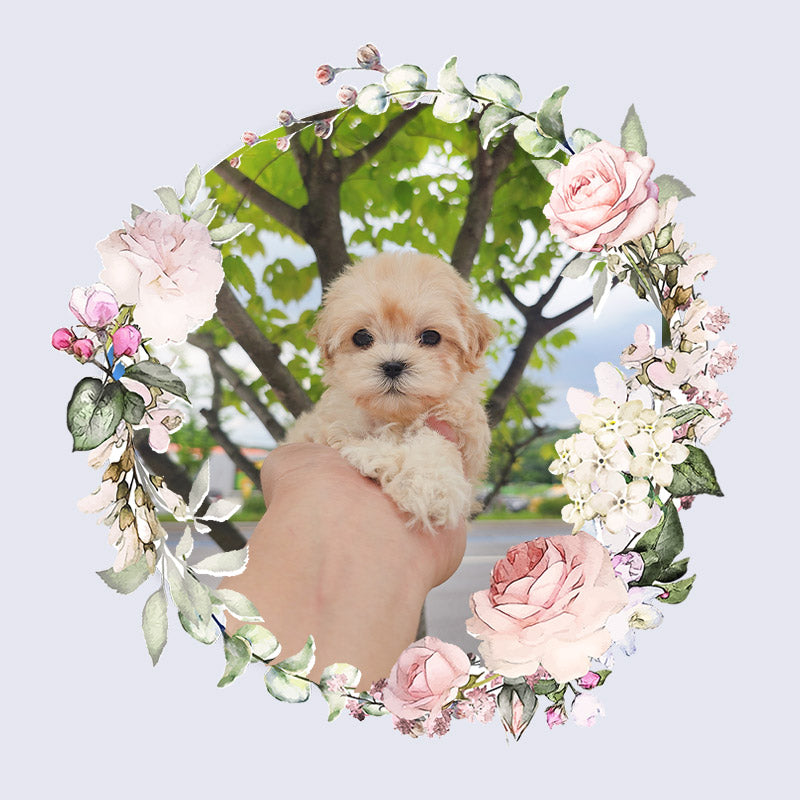 Mini Maltipoo- Cookie (Singapore shipping fee included)