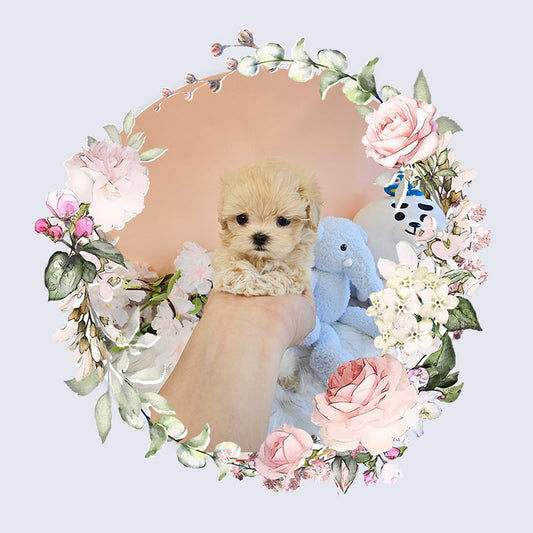 Mini Maltipoo- Mickey (Singapore shipping fee included)