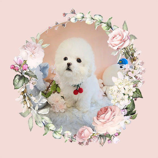 Mini Bichon - MANGO (Singapore shipping fee included)