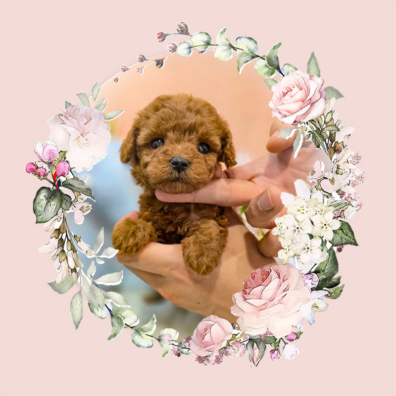 Toy poodle for sale-MOCA