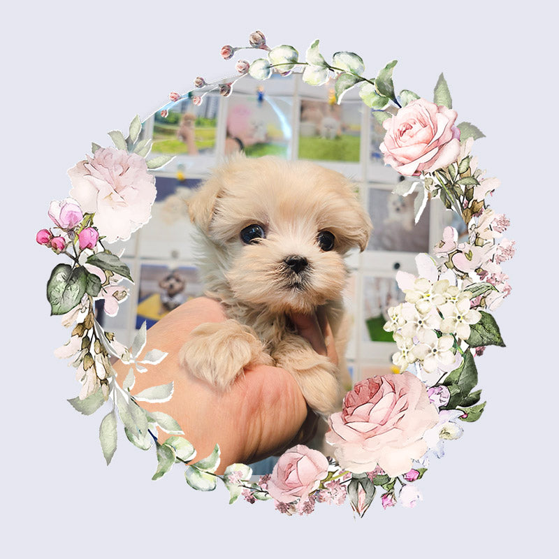 Mini Maltipoo for sale-Jeulme
