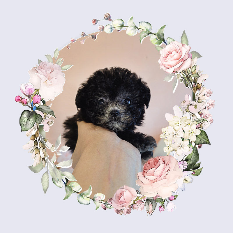 Toy poodle for sale-Buddy