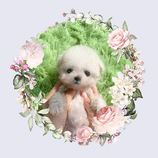 Poochon for sale-Cooper