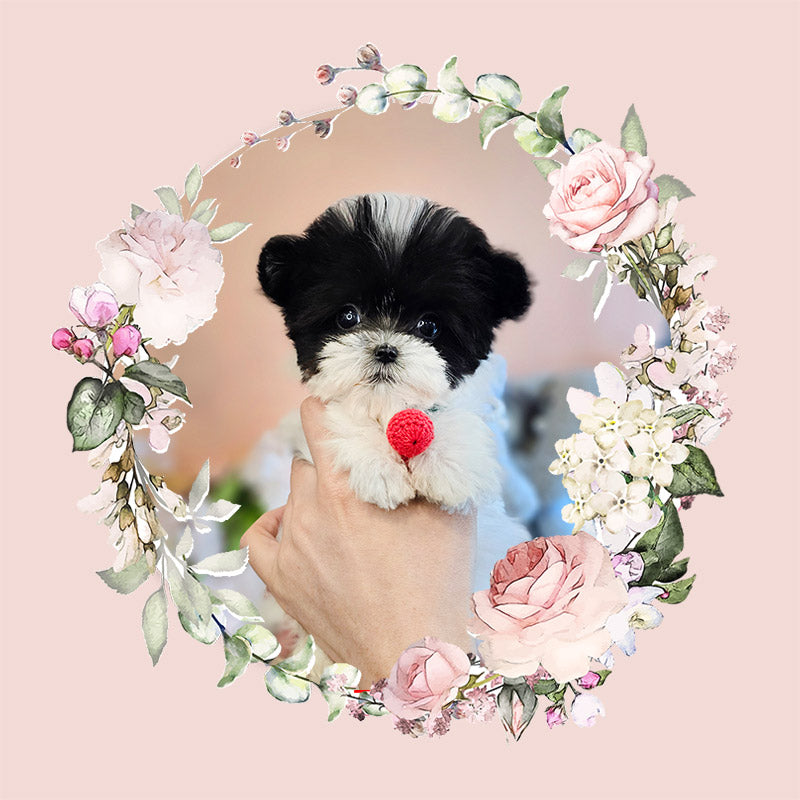 Mini Maltipoo- OREO(Singapore shipping fee included)