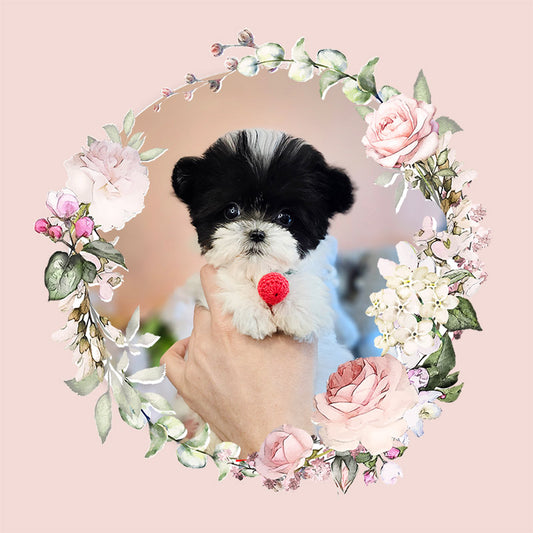 Mini Maltipoo- OREO(Singapore shipping fee included)