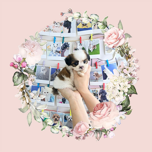 Mini Maltichu for sale-Siroo