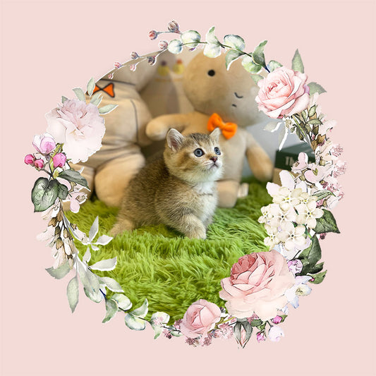 Munchkin Cat for sale-Gucci