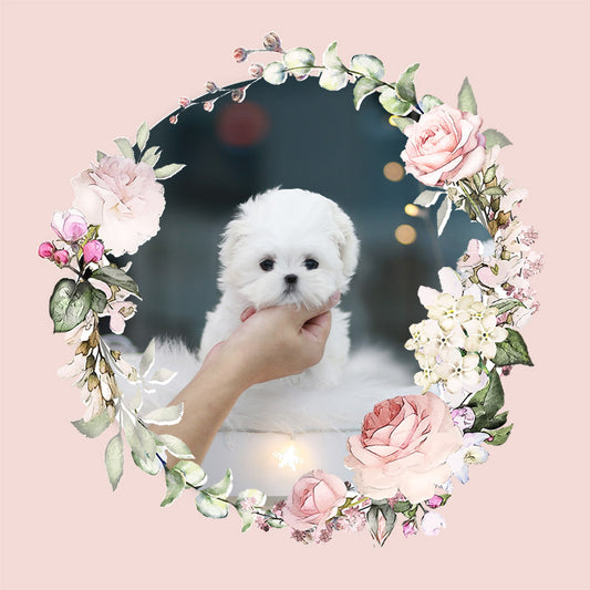 Mini Maltese- Lulu (Singapore shipping fee included)