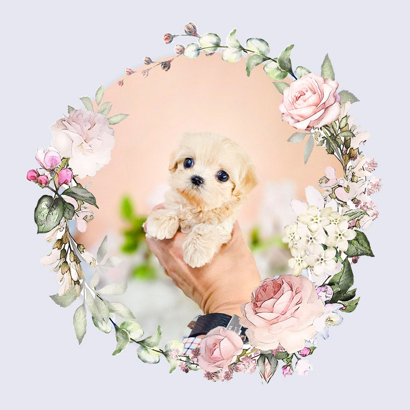 Mini Maltipoo- Moana (Singapore shipping fee included)