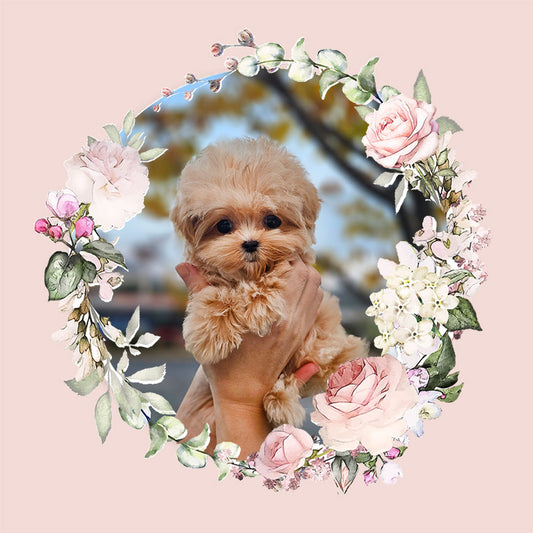 Mini Maltipoo- Molly (Singapore shipping fee included)