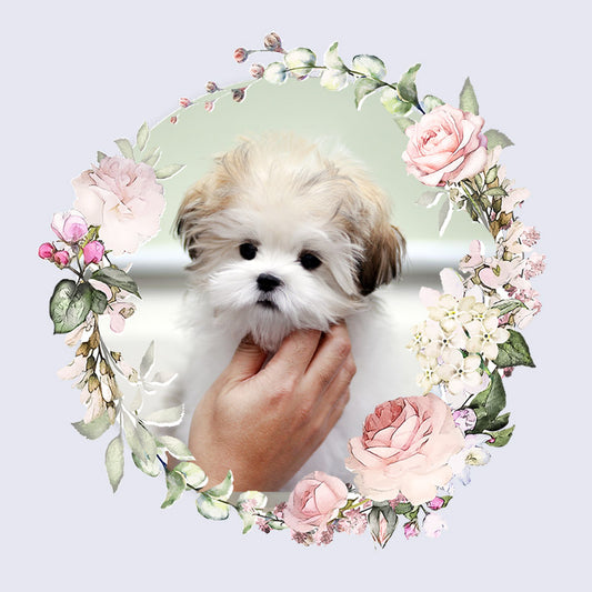 Mini Maltipoo- Bruce (Singapore shipping fee included)