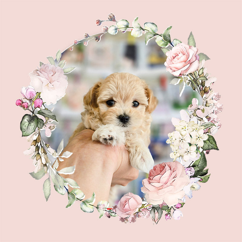 Mini Maltipoo- NATASHA (Singapore shipping fee included)