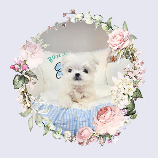 Mini Maltese-kyungsu (Singapore shipping fee included)