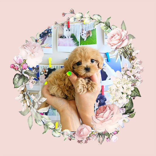 Mini Maltipoo for sale-Cherry