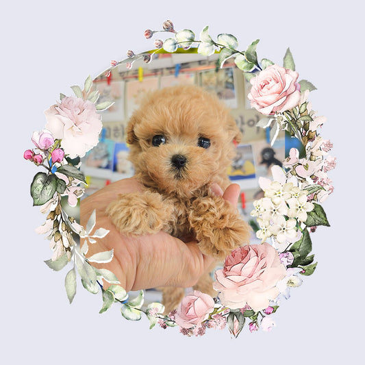 Toy poodle- Max (Singapore shipping fee included)