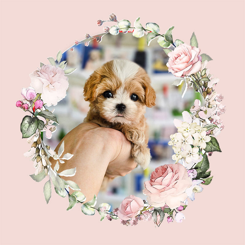 Mini Maltipoo- LUCY(Singapore shipping fee included)