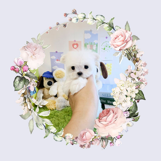 Mini Maltese for sale - Givenchy