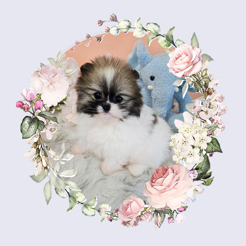 Pomeranian-Roy (Singapore shipping fee included)