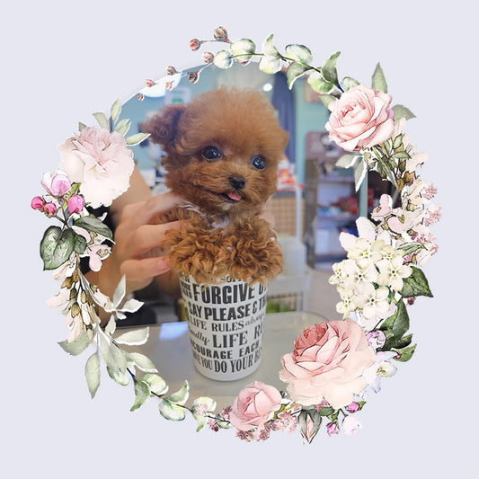 Toy poodle- Toby (Singapore shipping fee included)