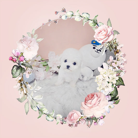 Mini Bichon - Lily (Singapore shipping fee included)