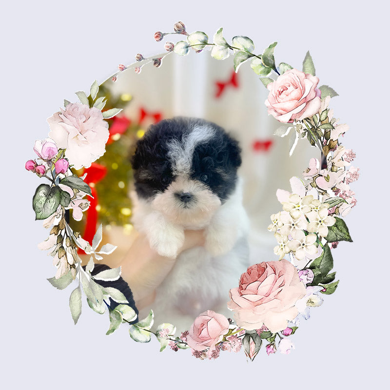 Mini Maltipoo- Eunbi (Singapore shipping fee included)