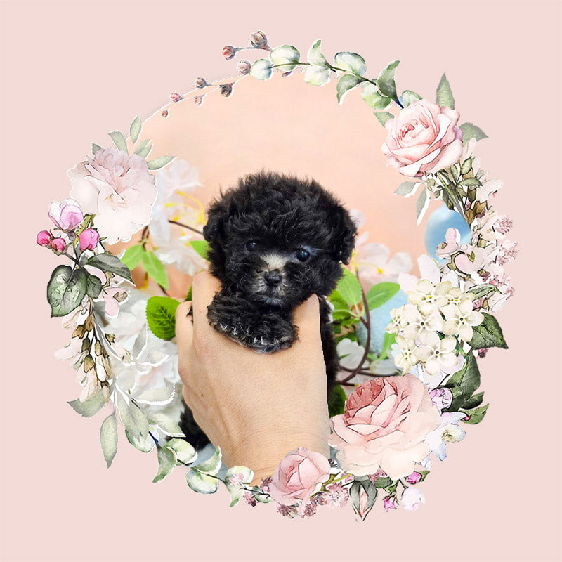 Tiny poodle- Tiana (Singapore shipping fee included)