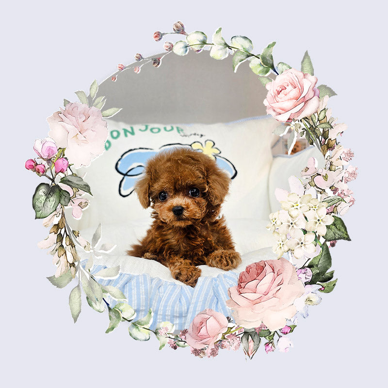 Toy poodle for sale-Michael