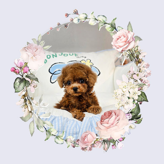 Toy poodle for sale-Michael