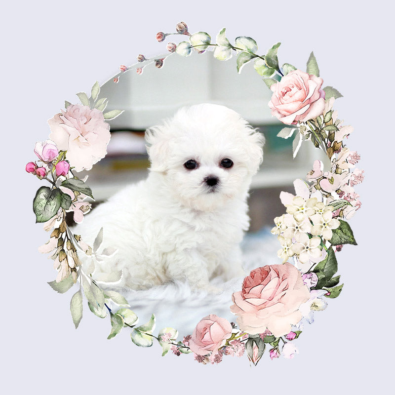 Bichon Frise for sale-Benji