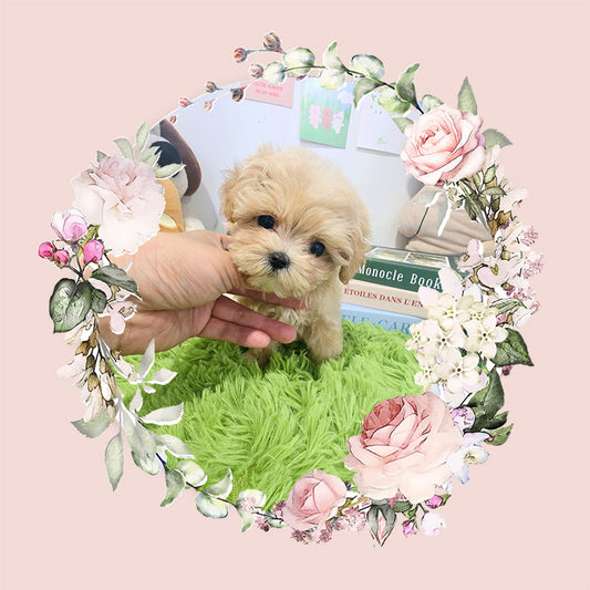 Mini Maltipoo for sale-Hera