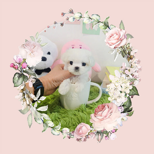 Mini Maltese- Yomi (Singapore shipping fee included)