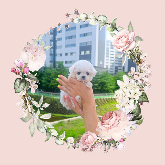 Mini Maltese for sale - Karina