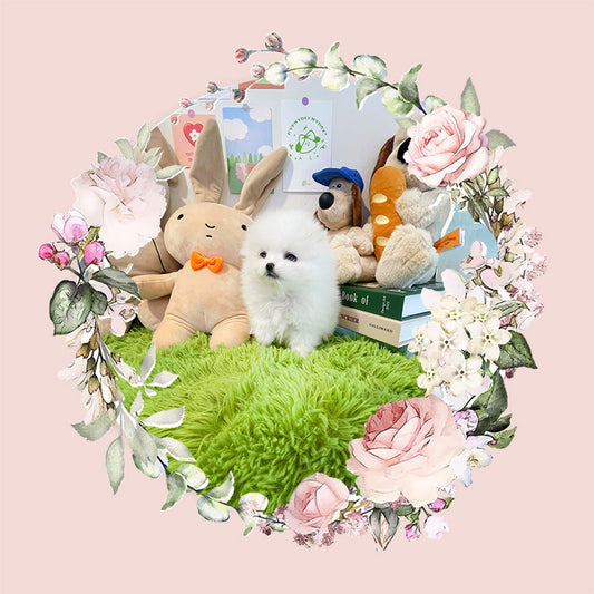 Pomeranian-Tiffany (Singapore shipping fee included)