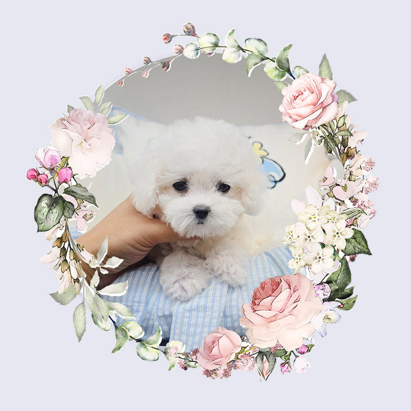 Bichon Frise- Sangchul (Singapore shipping fee included)