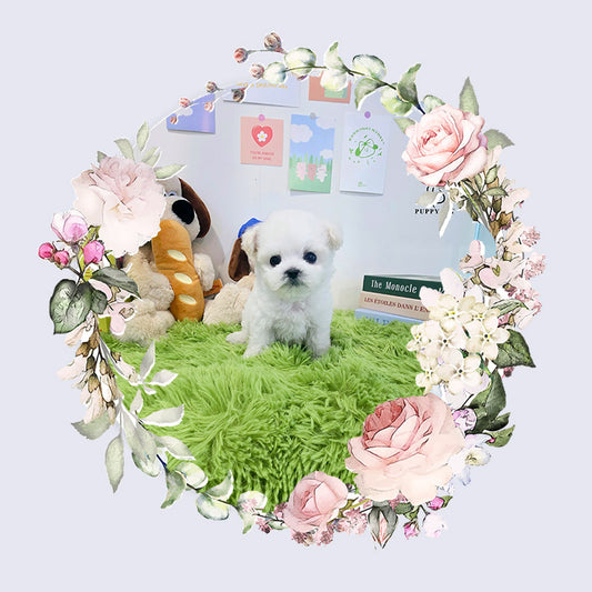 Mini Bichon Frise- Tory (Singapore shipping fee included)