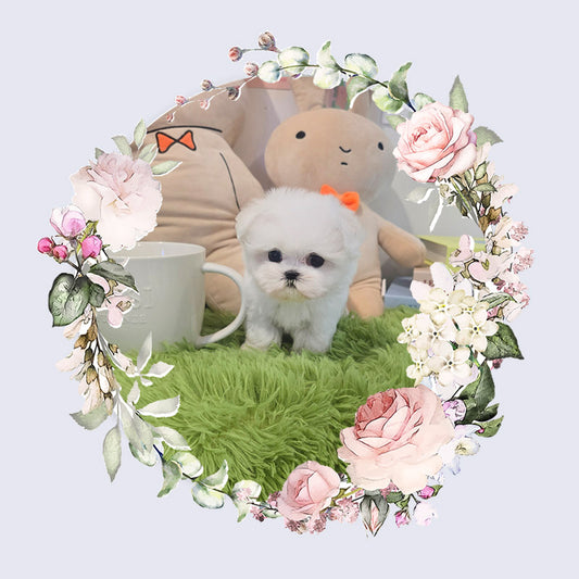 Mini Maltese- Rooney (Singapore shipping fee included)