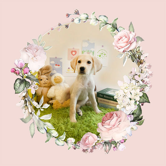 Retriever for sale - Mungchi