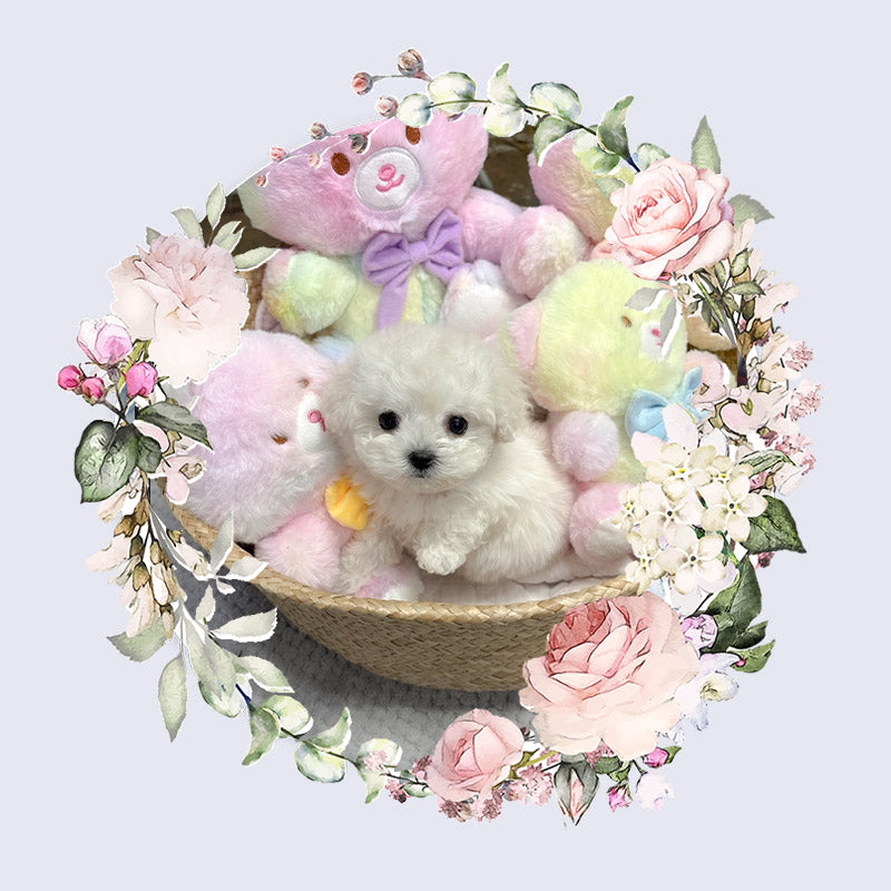 Mini Bichon - Bbuggu (Singapore shipping fee included)