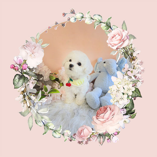 Mini Bichon Frise- GOME (Singapore shipping fee included)