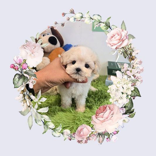 Mini Maltipoo- Puding (Singapore shipping fee included)