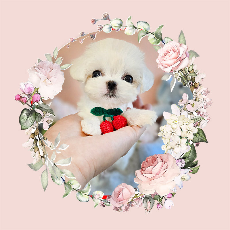 Mini Maltese for sale - JENNY