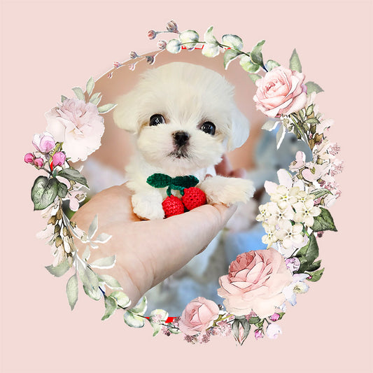 Mini Maltese for sale - JENNY