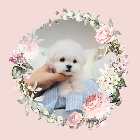 Mini Bichon Frise for sale-Youngsuk