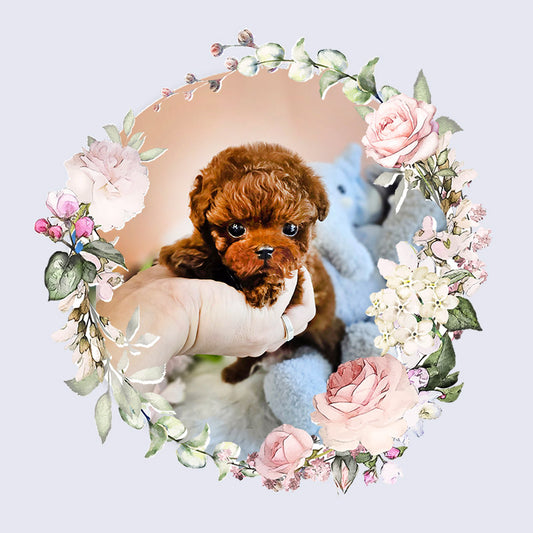 Tiny poodle- Teddy (Singapore shipping fee included)