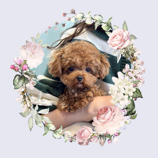 Toy poodle for sale-Toby