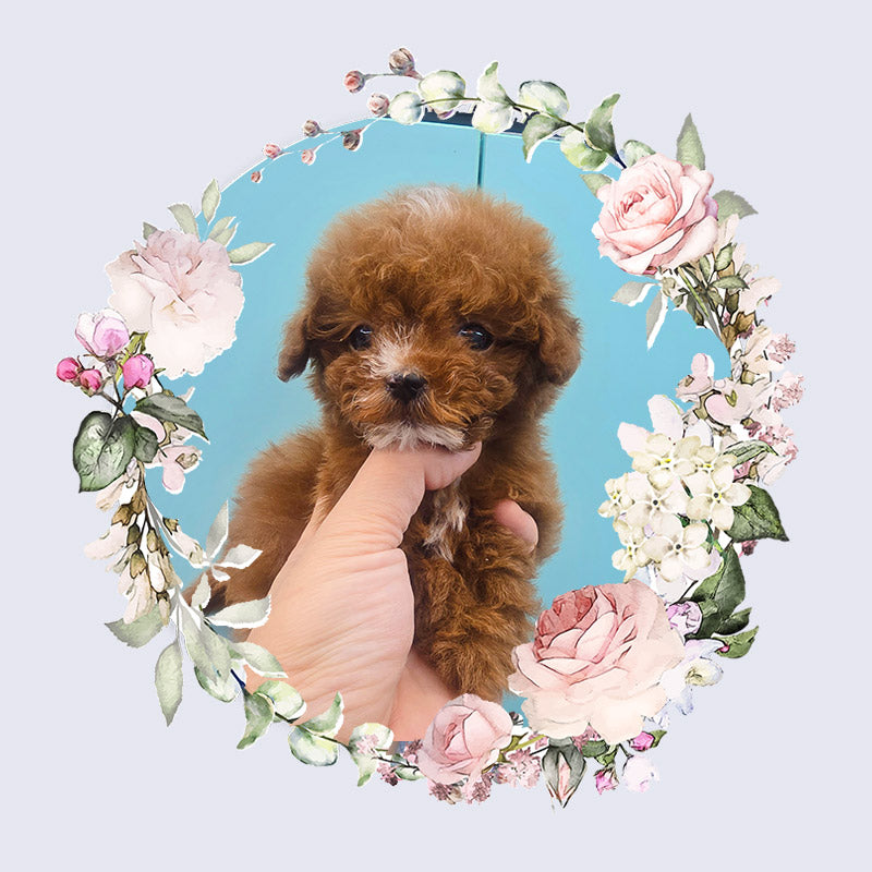 Mini Maltipoo- Kwangsu (Singapore shipping fee included)