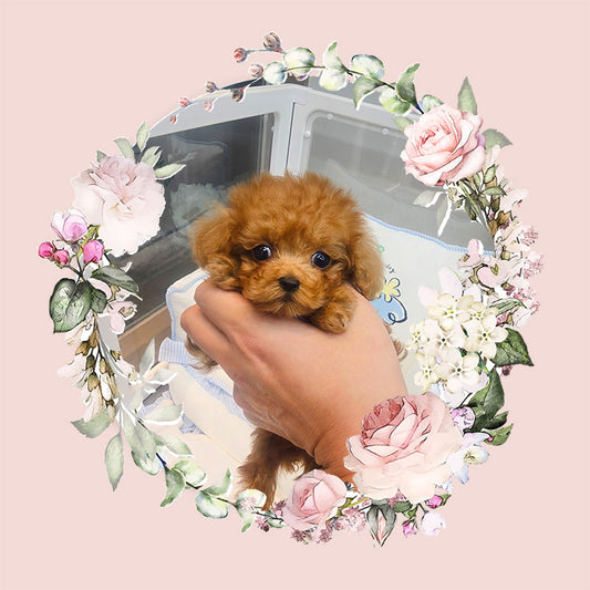 poodle for sale-Gamja